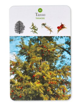 Alberi — Libro - 8