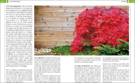 Giardini in Vaso sul Balcone e Terrazzo — Libro - 4