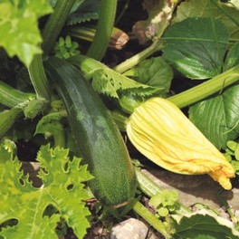 Semi di Zucchina Mutabile Sativa - 2