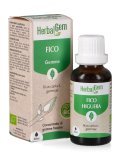 Fico Gemme - Bio