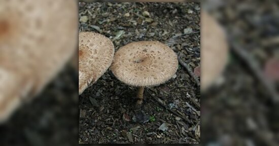 Micoterapia: proprietà dello Shitake