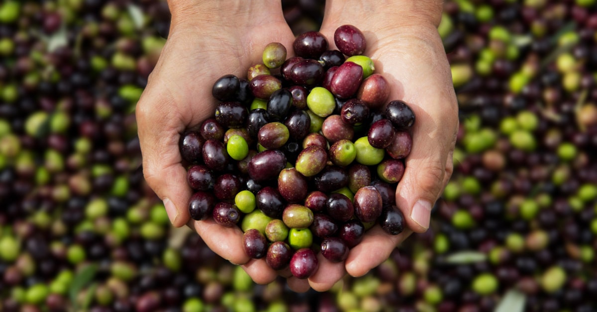 Olive verdi e nere appena raccolte 